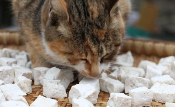 猫咪补充钙片的原因