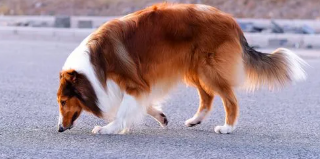 怎么训练苏格兰牧羊犬的好？想知道的来看看！