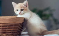 世界上仅剩一只猫