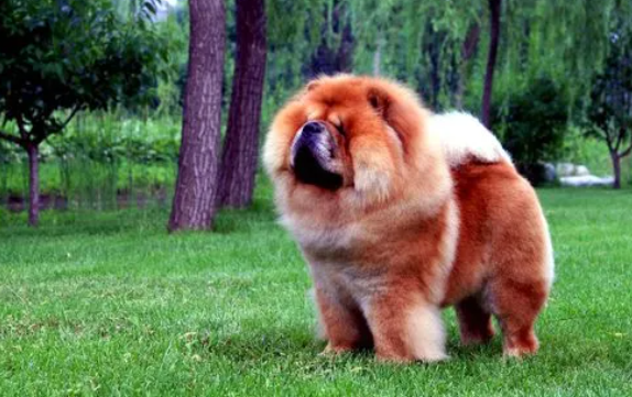 养宠小知识：松狮犬怎么美容？