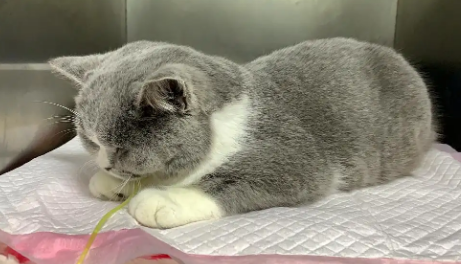猫咪呕吐有血块怎么回事