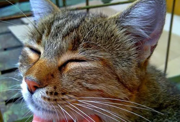 猫咪鼻子为什么老是呼噜呼噜的