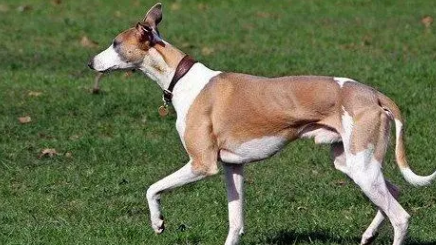 惠比特犬呕吐处理方法，速来了解