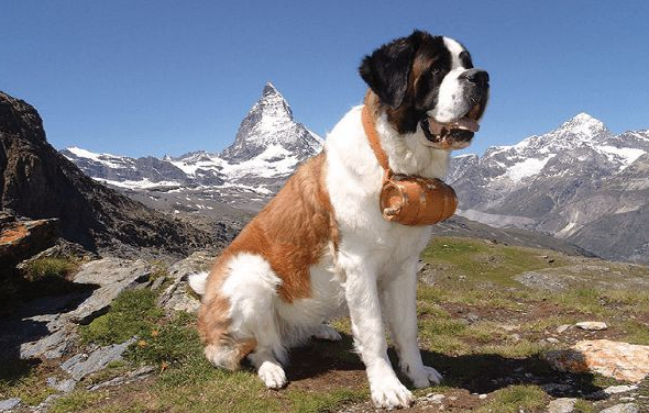 圣伯纳犬肠胃炎怎么办呢？这里有答案！