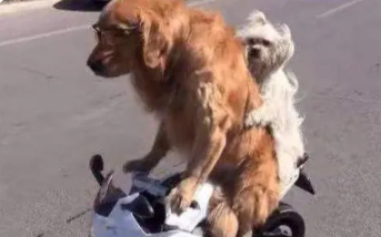 抖音上聪明的狗狗有哪些