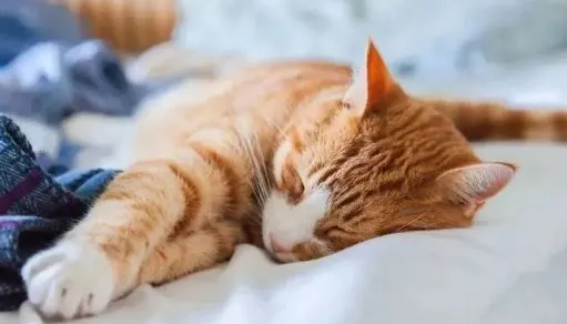 猫咪为什么喜欢睡硬床