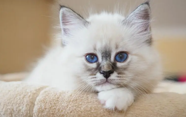 猫咪为什么会长跳蚤的原因
