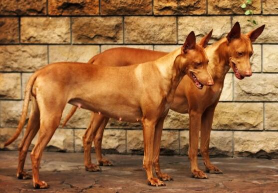 法老王猎犬牙齿怎么护理？看完，你就知道了