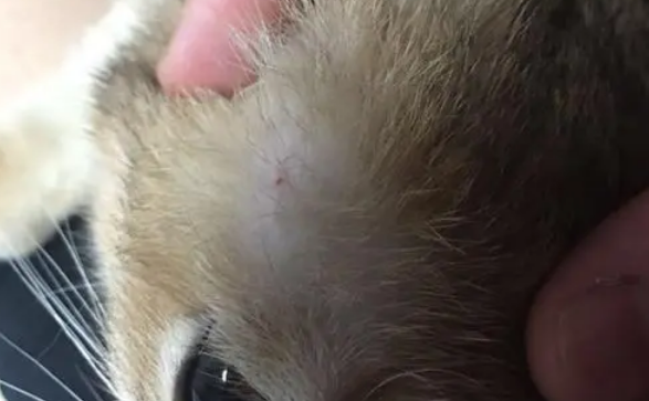 西伯利亚猫怎么治疗猫癣？要用对方法