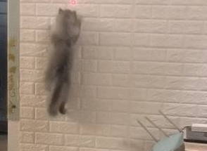 猫咪和主人玩游戏，在墙上来去自如，网友：你是一只壁虎吗