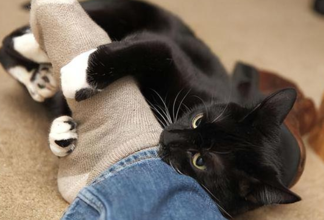 猫咪为什么一直踩前爪 猫咪为什么一直踩前爪