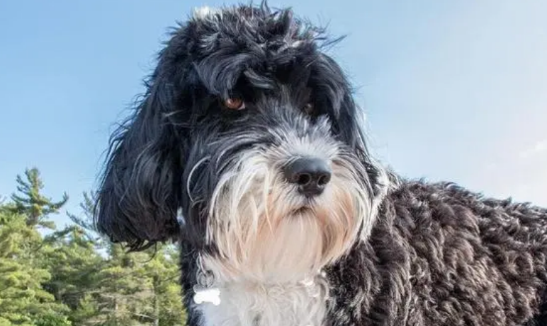 葡萄牙水犬吃什么好?主人要注意