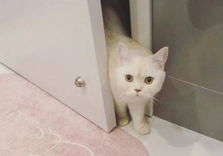 为什么猫咪敲门就叫个不停
