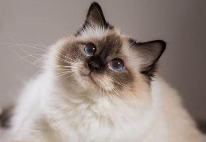 巴厘猫骨营养不良怎么回事？看这里~