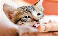 猫咪为什么总是舔主人手