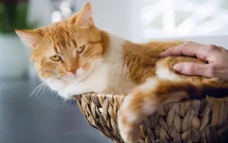 猫年龄最多活到几岁