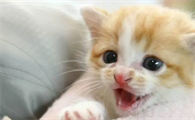 小猫总是生病怎么办