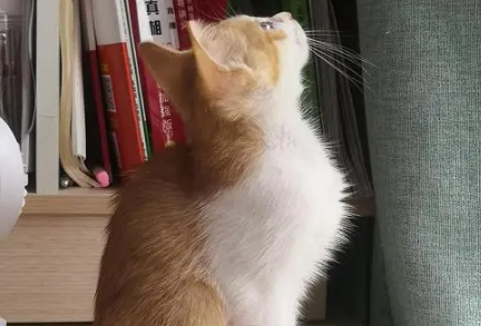 猫咪仰头打颤是为什么原因