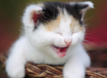 猫咪早上叫个不停怎么办