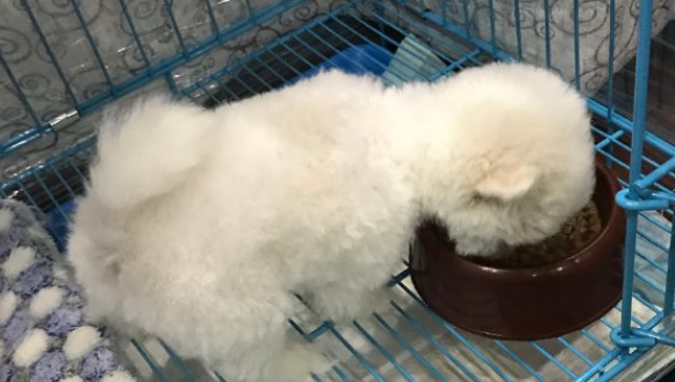宠物店加盟怎么开