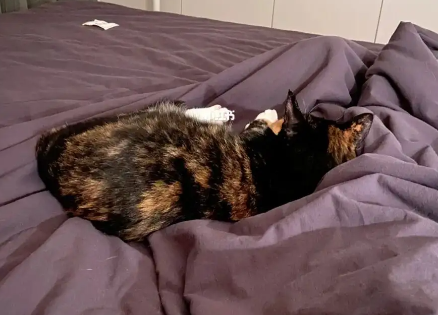 猫咪为什么霸占床中间的地方 猫咪为什么霸占床中间的地方