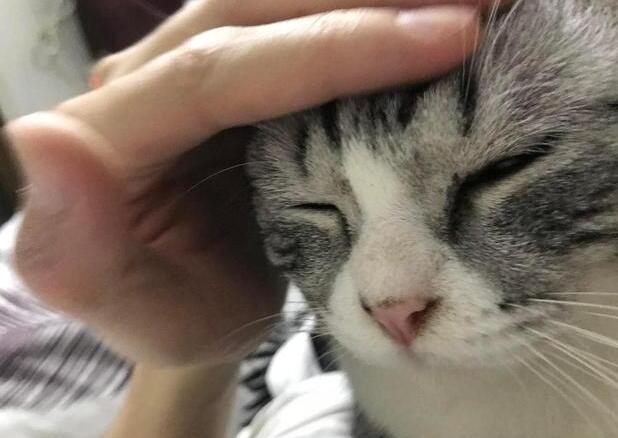 猫咪为什么挠主人眼睛旁边呢 猫咪为什么挠主人眼睛旁边呢