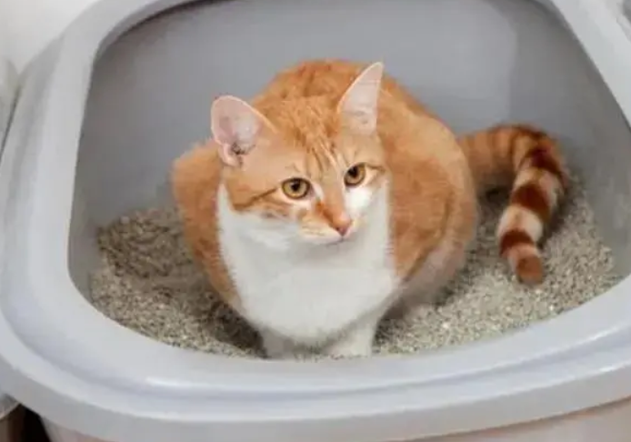 猫咪为什么会空埋屎盆里 猫咪为什么会空埋屎盆里