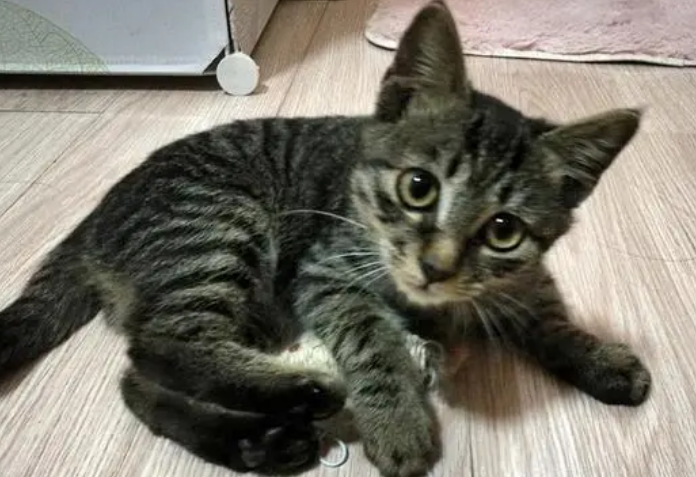 狸花猫爱咬人怎么办?宠主来这里看看吧 狸花猫爱咬人怎么办?宠主来这里看看吧