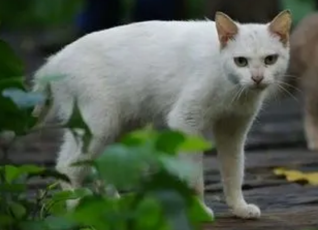 小区野猫一般把幼猫藏在哪里 小区野猫一般把幼猫藏在哪里