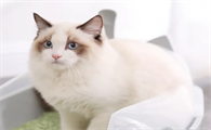 猫咪必备用品