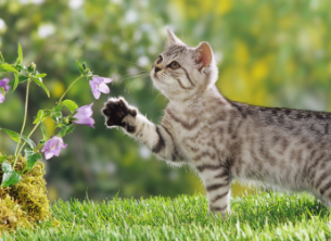 猫咪不能接触的花