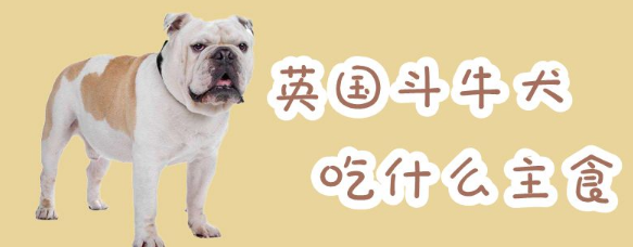 英国斗牛犬吃什么主食?这篇文章值得你花时间! 英国斗牛犬吃什么主食?这篇文章值得你花时间!
