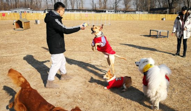 酷迪宠物乐园还开着么 酷迪宠物乐园还开着么