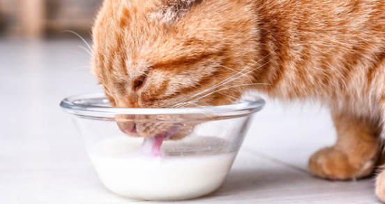 猫咪月子餐做法大全