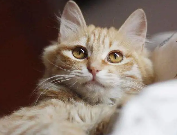 养猫必备的生活用品