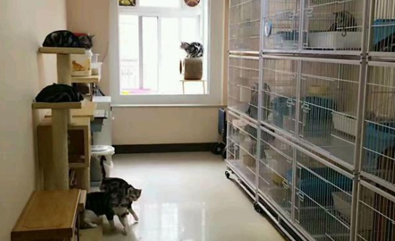 四川哪里有猫舍 四川哪里有猫舍