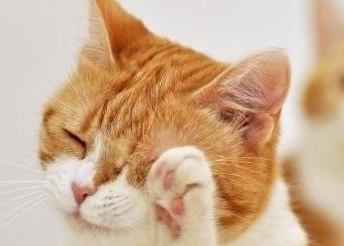 平时需要给猫咪洗脸吗为什么呢