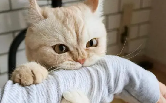 我家猫咪为什么不凶呢