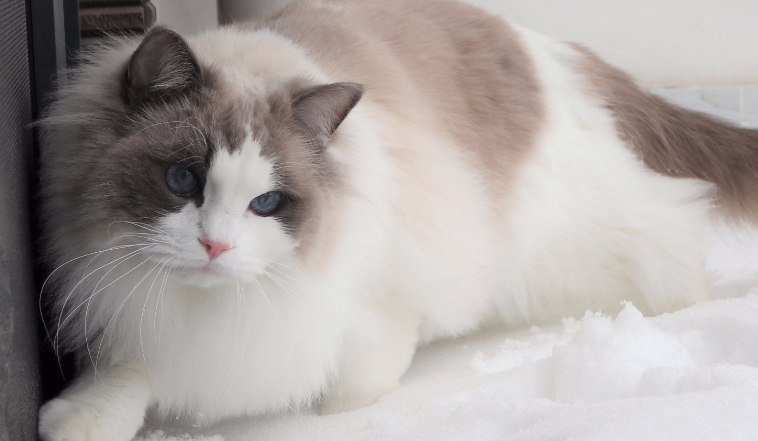 成都靠谱的猫舍 成都靠谱的猫舍