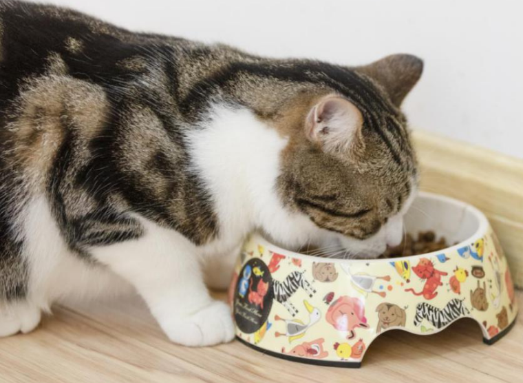 养猫必买的东西