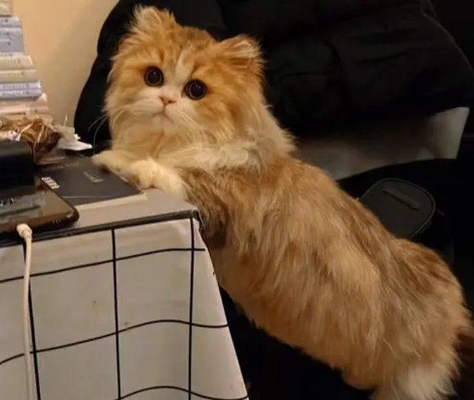 米努特猫为什么不建议买
