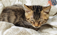 狸花猫粘人吗