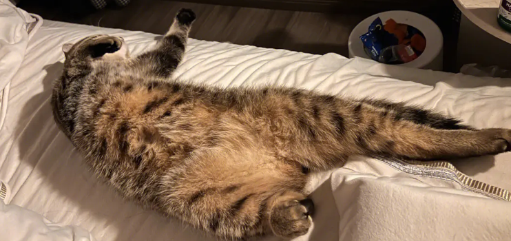 猫咪为什么可以收放自如 猫咪为什么可以收放自如