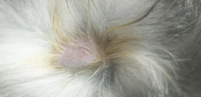 猫为什么突然长猫癣 猫为什么突然长猫癣