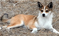 挪威伦德猎犬吃什么狗粮好？比如说？