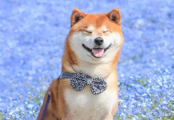 饲养科普：秋田犬可以换主人吗？