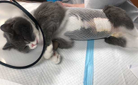 母猫绝育后死亡率大吗