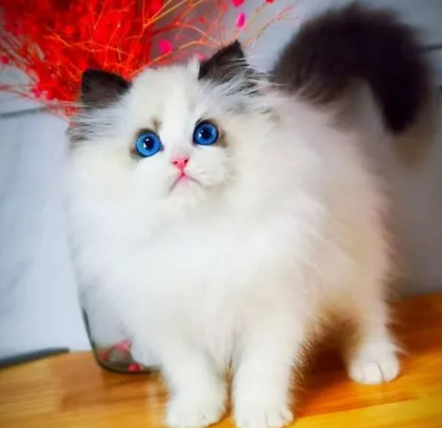 粘人又干净的猫品种