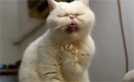 猫咪突然咳咳咳怎么回事