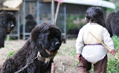 藏獒会保护主人的小孩吗